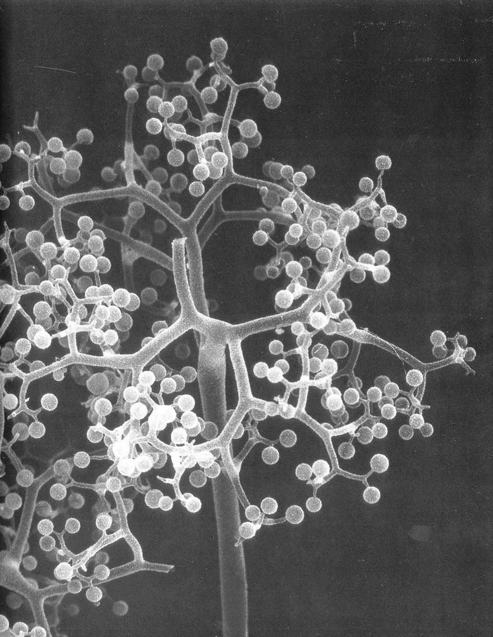 Druh Thamnidium elegans Dichotomicky větvené sporangiofory s velkým mnoţstvým sporangiol.