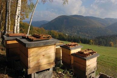 1 V zimě se doma v koupelně vyráběly mezistěny a ve sklepě řadové bytovky byla improvizovaná prodejna medu. Když byl dobrý rok, mohli si za roční produkci medu koupit nové a na svou dobu luxusní auto.