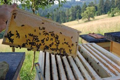 6 Med uložený ve vystavěných mezistěnách 7 Tvorba oddělků 8 Nová včelnice livé populace roztočů a hygienické chování včel.