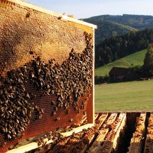 Přibývalo také fotografií o včelách, které plnily webové stránky mého včelařství. Vlastním nákladem jsem vydal brožurky pro včelaře začátečníky.