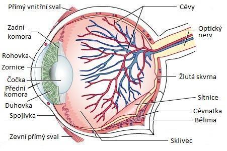 1 SÍTNICE Oko na Obr. 1, je párový smyslový orgán reagující na světlo zajišťující zrak.