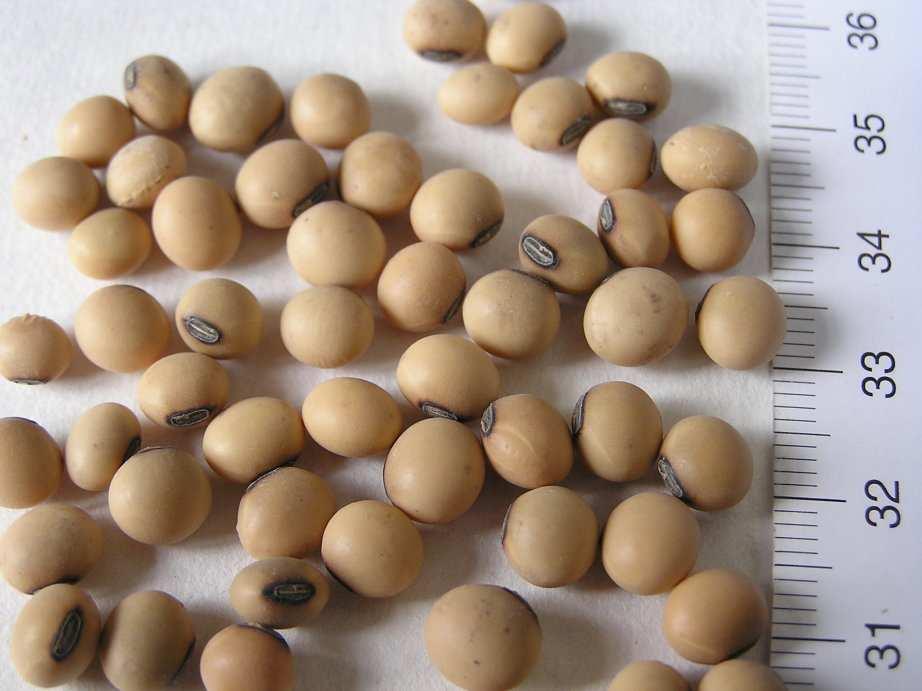 barva osemení. Pro výrobu např.tofu se upřednostňují odrůdy se světlou barvou pupku. Hmotnost tisíce semen má široké rozpětí 40-450g.