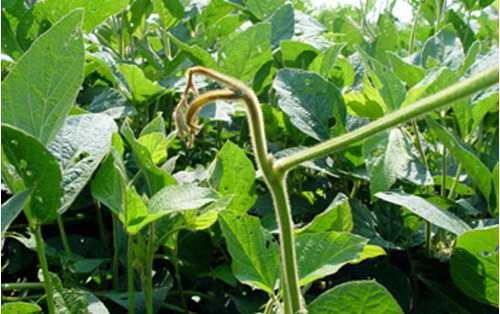 TRSV (Tabacco ringspot nepovirus) Čeleď: Comoviridae Rod: Nepovirus Virus obsahuje dvouřetězovou RNA a infikuje buňky parenchymu a phloemu, v jejichž cytoplazmě a vakuolách vytváří malé shluky.