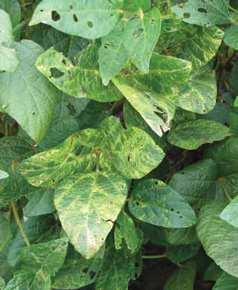 AMV(Alfalfa Mosaic Virus) Čeleď: Bromoviridae Rod: Alfamovirus SVNV-symptomy na listu (Newman, 2012) Virus obsahuje jednořetězovou RNA. Na sóje se vyskytuje stále častěji.