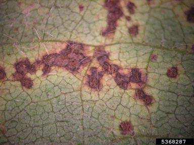 Bakteriální skvrnitost sóje Doména: BACTERIA Oddělení: GRACILICUTES Druh: Xanthomonas axonopodis pv. glycinea (Nakano 1919) Vanterin et al.