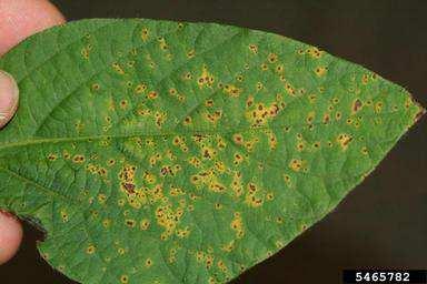 Xanthomonas axonopodis pv. glycines (Mueller, 2010) 3.2.3 Oomycetózy (Houbám podobné organismy) Oomycota jsou eukaryotické organismy, které patří do říše CHROMISTA.