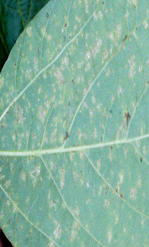 Peronospora manshurica-rub listu sóje (Vlastní, Přítoky, 2012) Fytoftorová hniloba sóje Říše:CHROMISTA Kmen: OOMYCOTA Druh: Phytophthora sojae Kaufm.et Gerd., 1958, syn.: Phytophthora megasperma var.