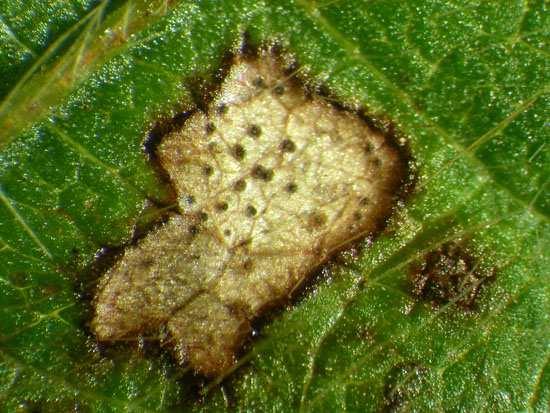 Fylostiktová listová skvrnitost sóje Říše: FUNGI Kmen: ASCOMYCOTA Druh: Pleosphaerulina sojaecola (Marsal) Miura, 1921 (teleom.) [Phyllosticta sojaecola C. Massal,1900 (anam.