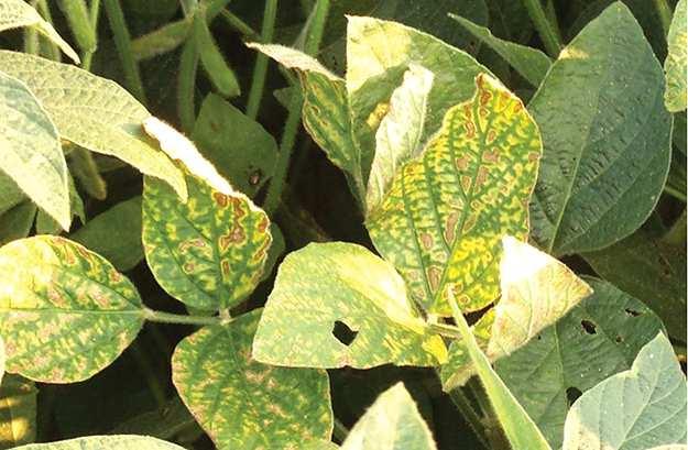 Fusarium solani f.sp.
