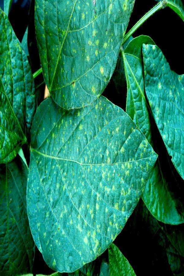 Obrázek 1: Peronospora manshurica -