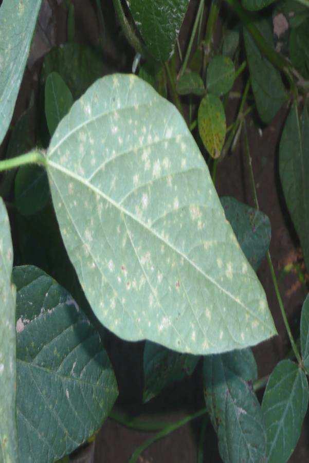 2012) Obrázek 2: Peronospora