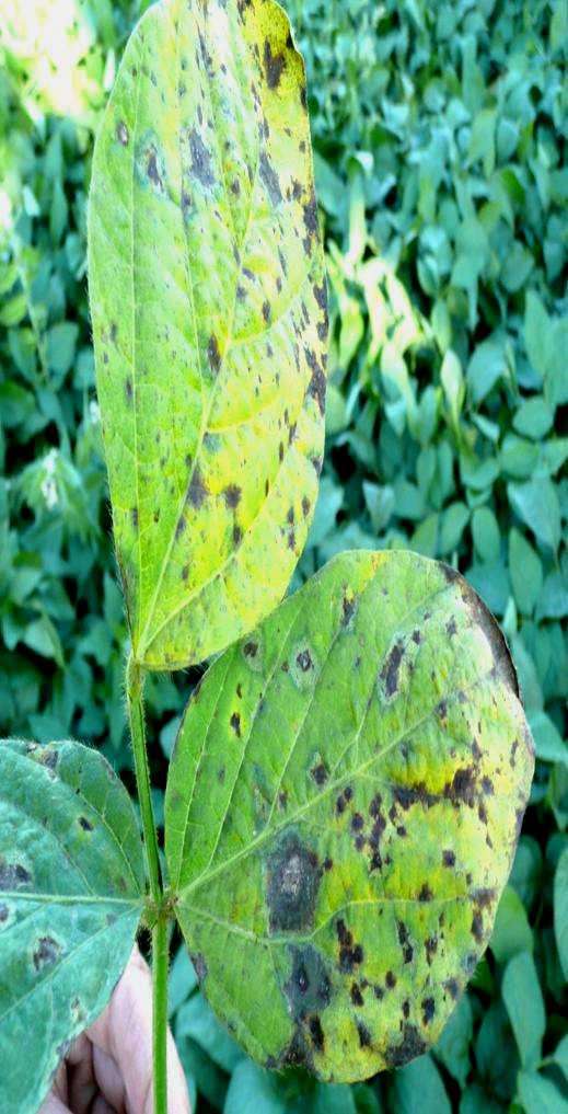 Obrázek 3: Peronospora manshurica -