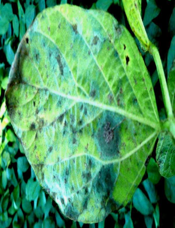 2012) Obrázek 4: Peronospora