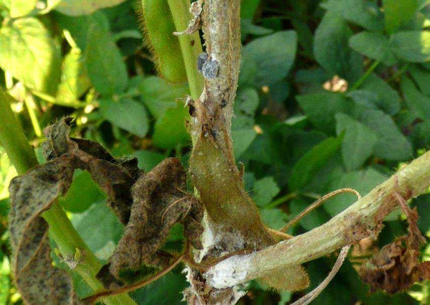 2012) Obrázek 9: Sclerotinia sclerotiorum-