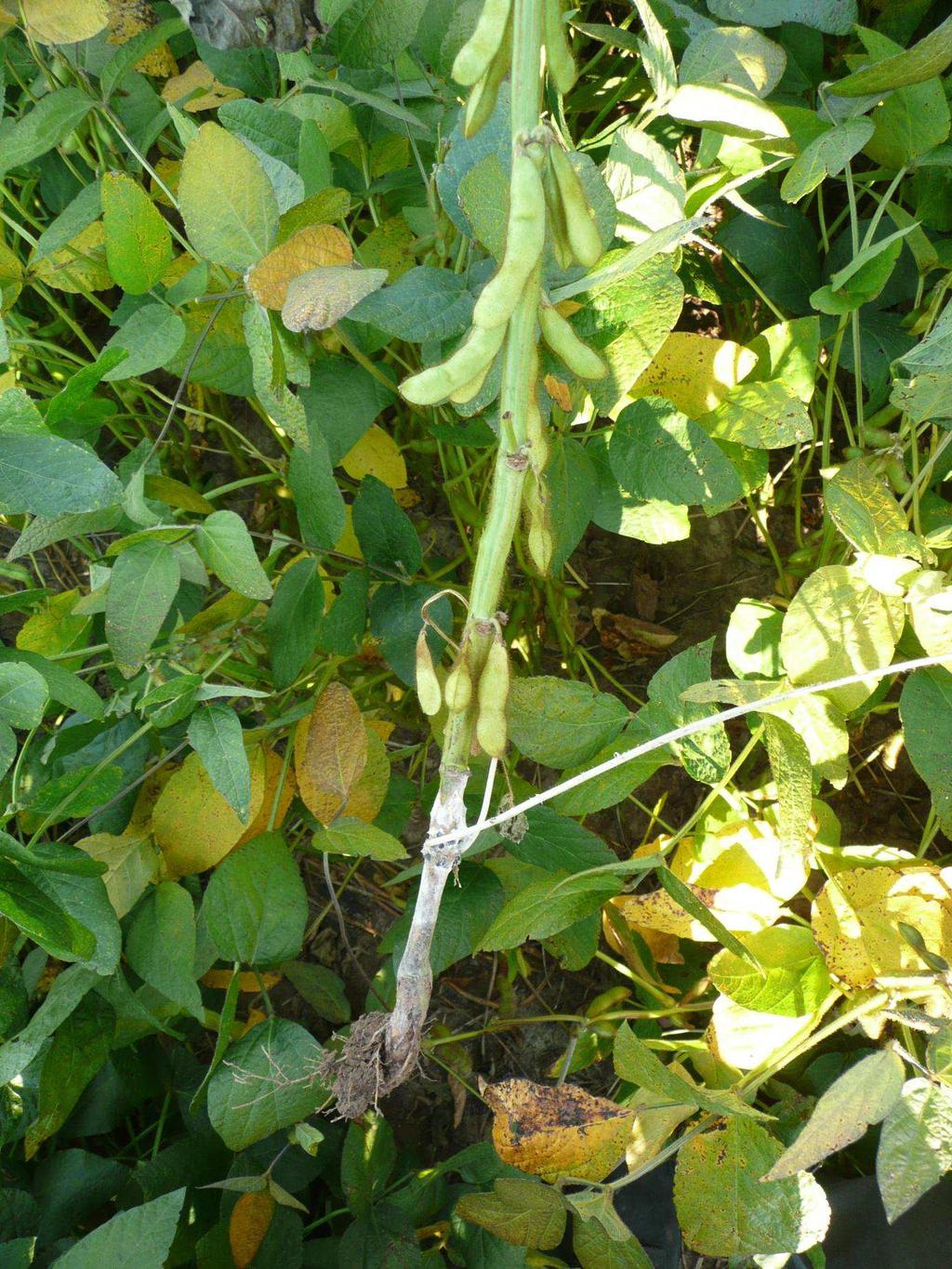 2012) Obrázek 10: Sclerotinia sclerotiorum-