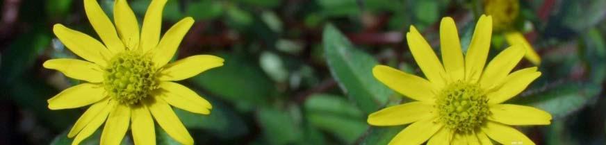 Sanvitalia procumbens -