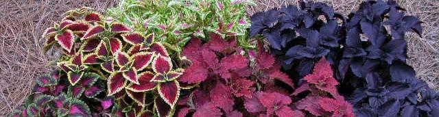 Coleus x