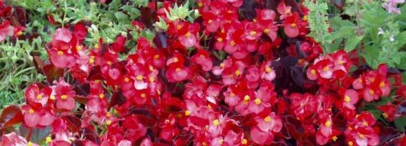 Begonia x semperflorens -