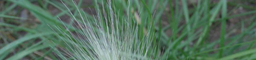 Pennisetum