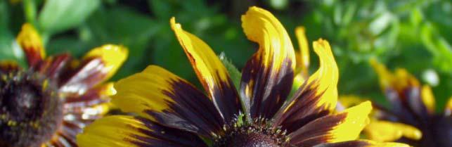 Rudbeckia