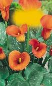 .-V. 0or /6 0or /6 Zantedeschia Mango 0- Kala (k řezu) Kala