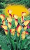 Zantedeschia rehmannii Sprekelia (do skalky) Sprekelia