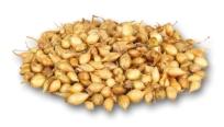Velikost cibule sazeãky je 8 6 mm. Je tradiãná odroda sadzaãky, Ïltohnedej farby. Produkuje plocho guºovité aï guºaté cibule. Doba dozrievania: stredná aï neskorá. Má silné korene a tvrdú upku.