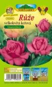 Ró a wielkokwiatowa