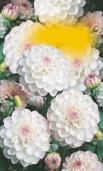 6 ks Begonia tuberhybrida V.-V.
