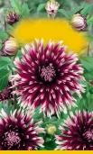 series Gardenie 06675fb