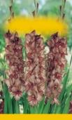 Eremurus Fresie (k řezu)