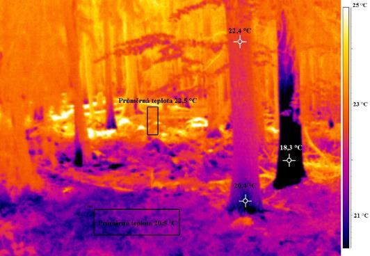 V takovém vysokém porostu s inverzním rozložením teplot vzduch proudí minimálně a udržuje se vlhkost, vzrostlý živý les komunikuje s atmosférou