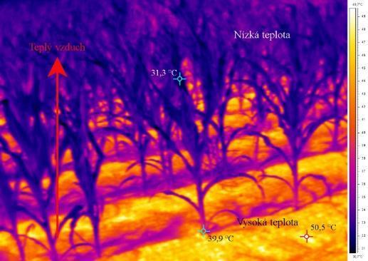 Vzestupný proud vzduchu od ohřáté půdy (zjevné teplo) stoupá vzhůru a odnáší vlhkost z porostu do atmosféry. Obr.