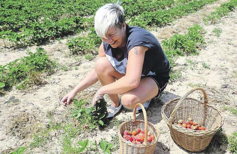 Liberecký kraj 23. června 2017 31 Na jahody!hlavně ženám trhy nestačí. Sběraček je plné pole Stovky lidí se ve druhé polovině června hrbí za pěkných dnů nad polem uturnova.
