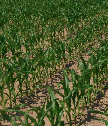 Precision Combi Seeding (PCS) pro přesné setí All-in-One vše v jednom Precizní setí PCS (Precision combi seeding) systém pro setí