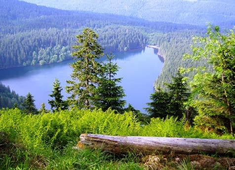 21. březen Mezinárodní den lesů (International Day of Forests) byl vyhlášen na valném shromáždění OSN* v prosinci roku 2012 a poprvé se slavil 21. března 2013.