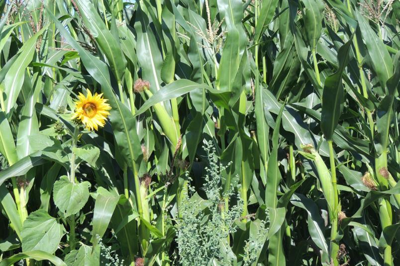 Efektivní nakládání s digestátem a jeho složkami separace při pěstování silážní kukuřice Ověřená