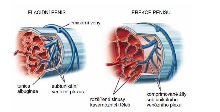 Erekce a