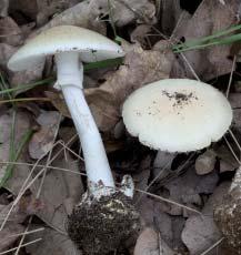 Otravy houbami e střední Evropě roste více než dvě stě jedovatých druhů hub, mezi které patří druhy vyvolávající lehké, těžké nebo dokonce smrtelné otravy, některé druhy způsobují i trvalé poškození