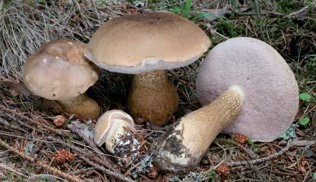 Hřib smrkový Boletus edulis / Hríb smrekový Klobouk až 20 (30) cm široký, zprvu polokulovitý, pak sklenutý, nakonec poduškovitý.