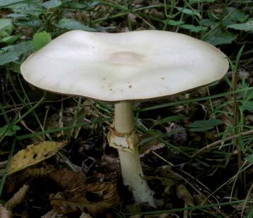 Žampion hajní Agaricus sylvicola / Pečiarka hájová Druh velmi podobný žampionu ovčímu, ale vytváří o něco menší plodnice (s kloboukem většinou do 10 cm širokým) a roste hojně v listnatých a