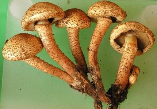 (viz příloha 2, číslo legendy 4). Zbarvení houby bylo typické a velikost plodnice byla 26 cm.