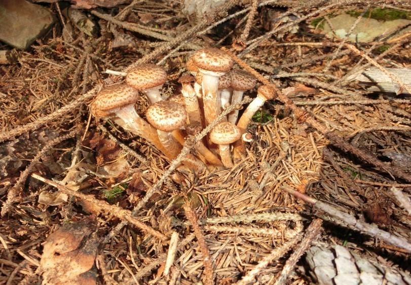 4. nález: Václavka smrková Armillaria ostoyae (Romagn.) Výskyt: Smrk ztepilý Picea abies (L.) Obr.