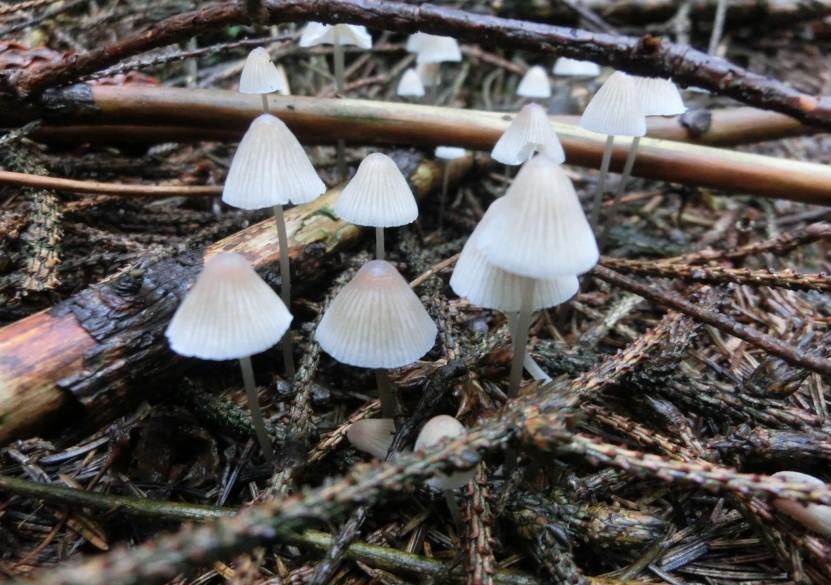 12. nález: Helmovka mléčná Mycena galopus (Pers.) Výskyt: Smrk ztepilý Picea abies (L.) Obr. 16: Helmovka mléčná (autor: HORÁKOVÁ, 2016) Výskyt helmovky byl v povrchových vrstvách půdy pod smrky.