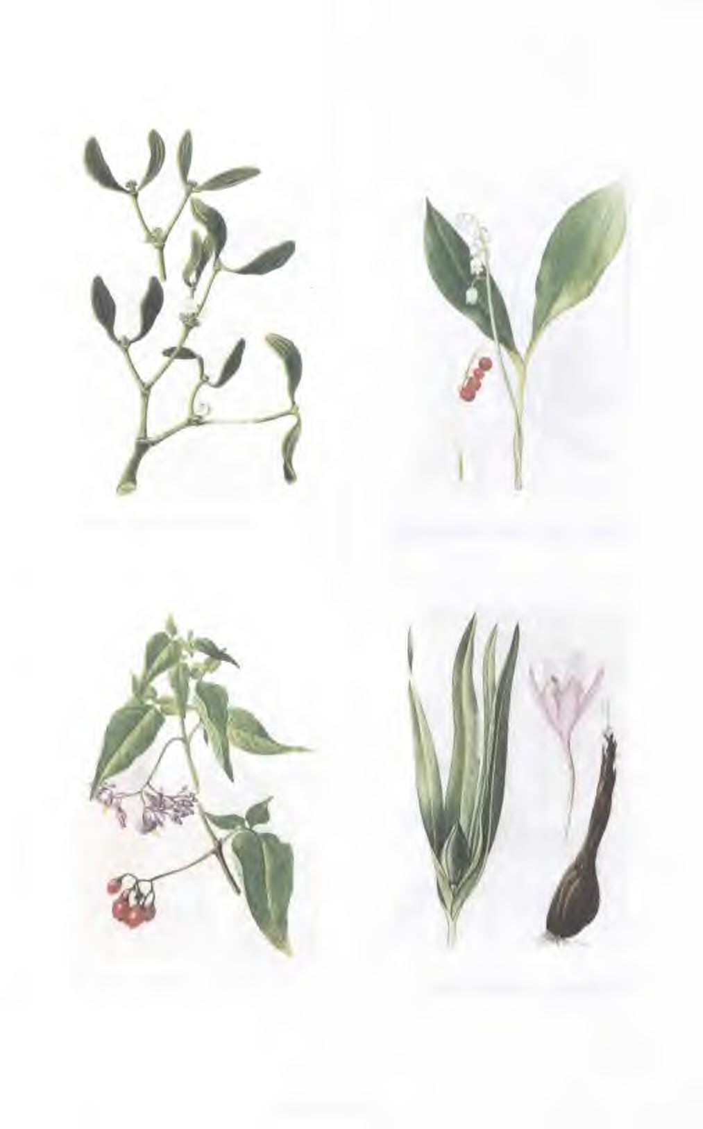 e) jmelí bílé (Deyl 2003) f)