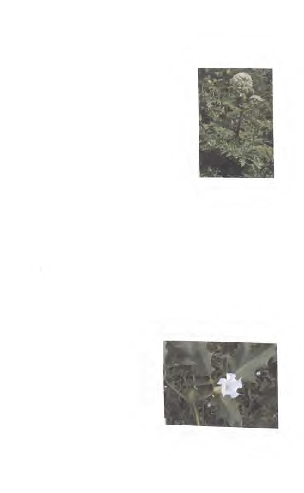 Bolševník velkolepý (Heracleum mantegazzianum) Obsahové látky - fototoxické furanokumariny. Zdravotní rizika - při potřísnění pokožky šťávou a po ozáření sluncem se tvoří obtížně hojitelné puchýře.