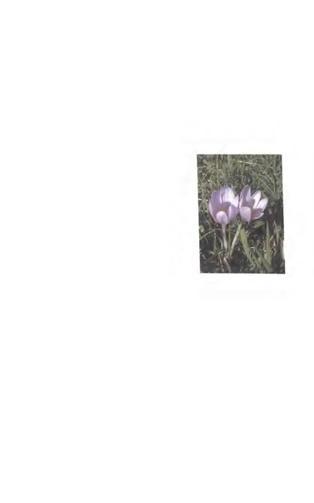 Ocún jesenní (Colchicum autumnale) Obsahové látky - alkaloidy - kolchicin, demekolcin.