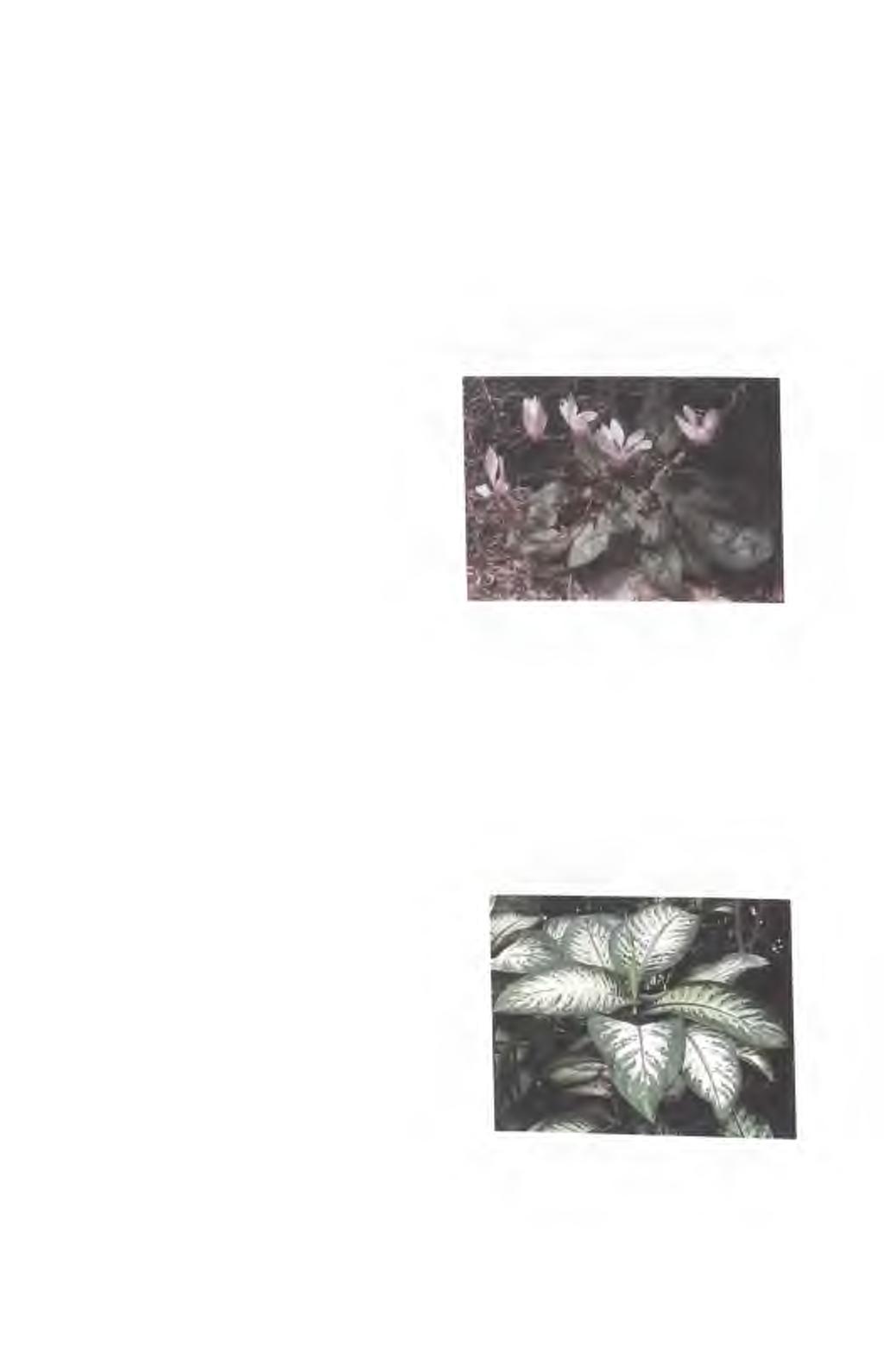 2.2.2 Vybrané jedovaté rostliny pěstované v domácnosti a ve školách Brambořík perský (Cyclamen persicum) Obsahové látky - saponin cyklamin.