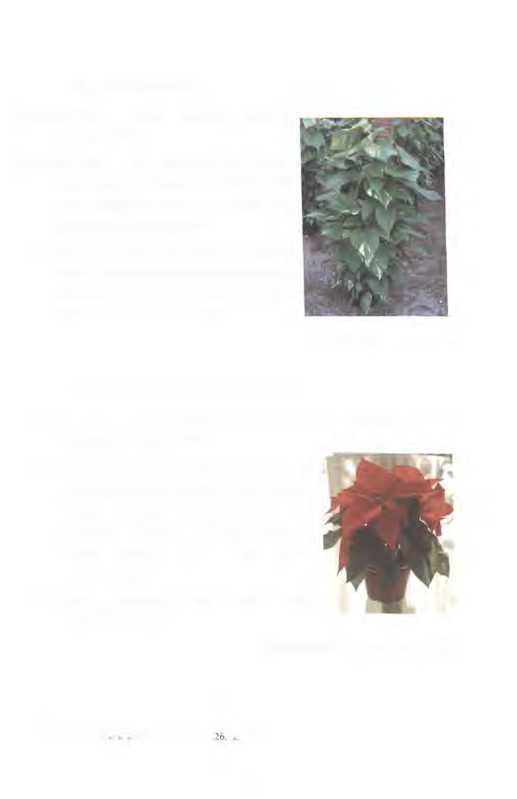 Potos {Scindapsus pictus) Obsahové látky - šťavelan vápenatý, glykosidy, alkaloidy, saponiny.