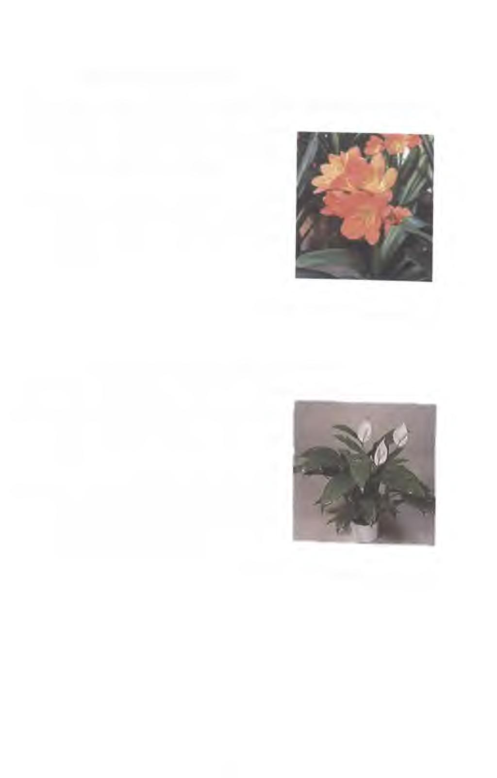 Klívie suříková (Clivia miniata) Obsahové látky - žlutá mléčná šťáva obsahuje především alkaloidy lykorin a klivimin.